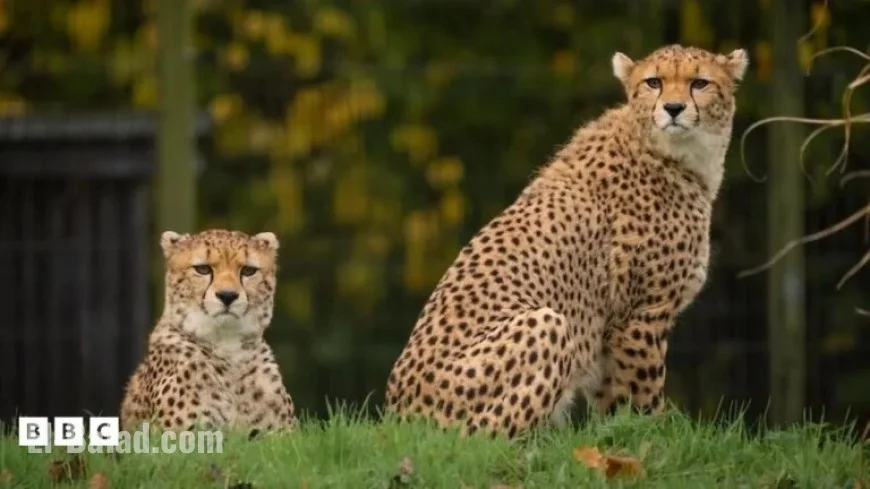 Cheetah Cubs Explore New Enclosure at Chester Zoo