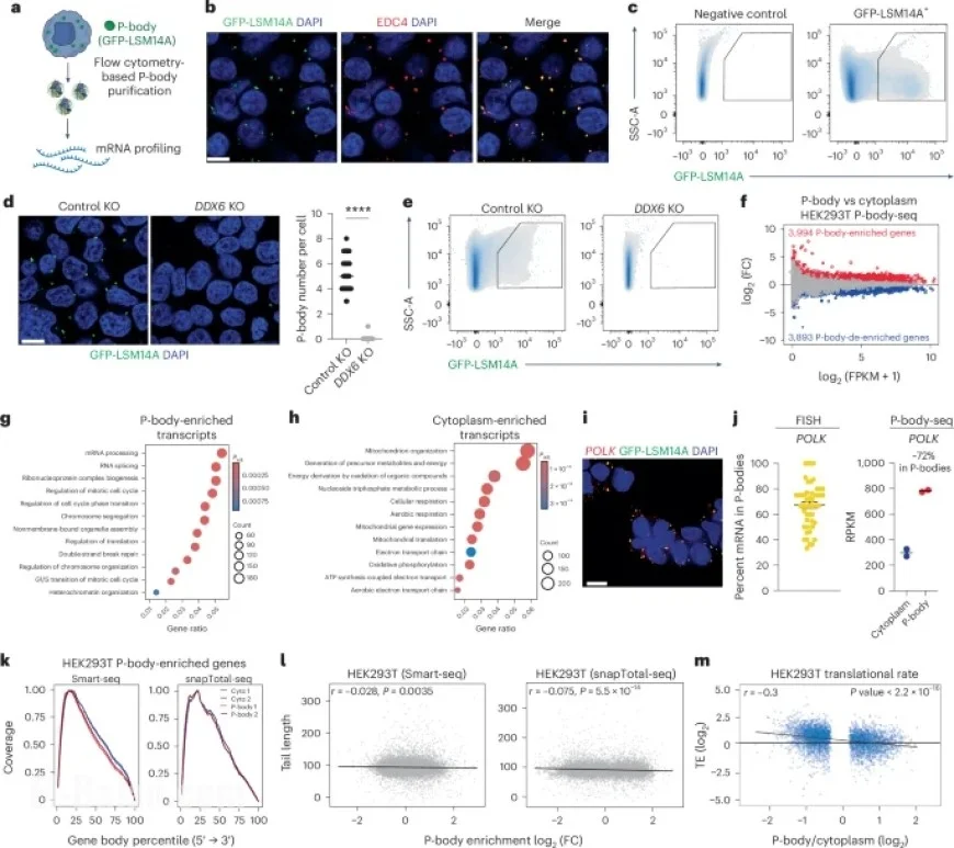 RNA Sequestration in Biomolecular Condensates Guides Cell Fate Changes