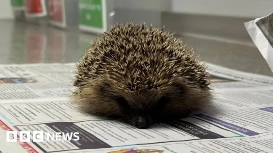 Bonfire Night Safety: Protect Hedgehogs from Fire Risks