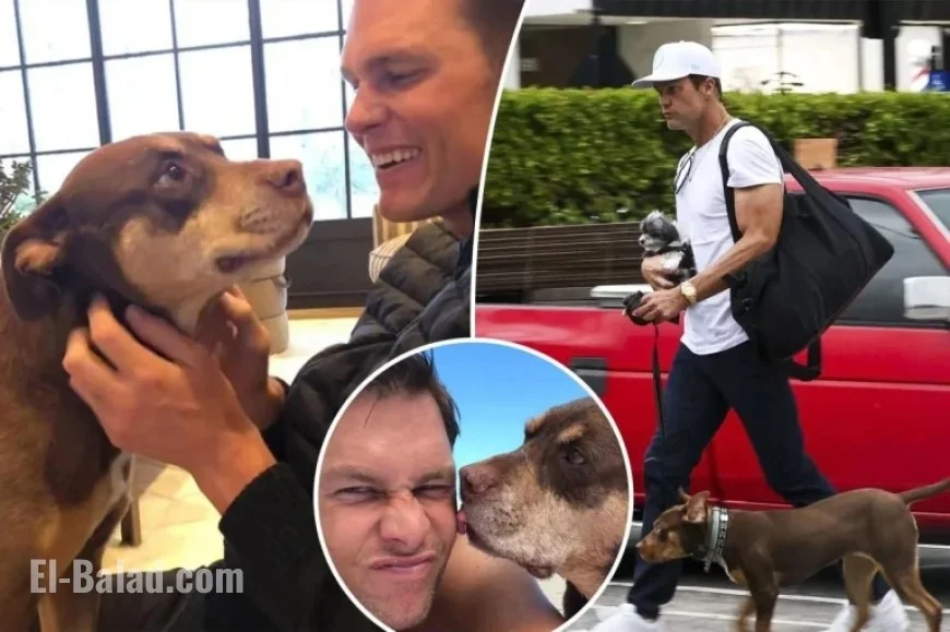 Tom Brady Clones Beloved Late Dog to Welcome New Pooch