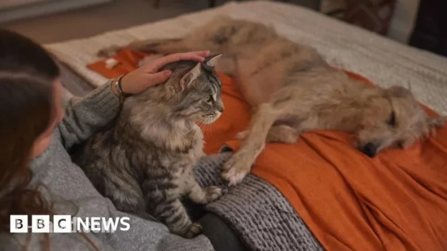 Veterinary Nurse Offers Pet-Calming Tips for Bonfire Night