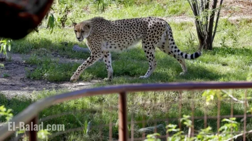 Rare African Cheetah Brothers Arrive at Chester Zoo in the UK