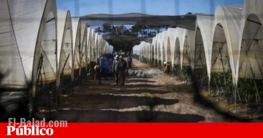 High Overqualification Levels Among Immigrants in Portugal