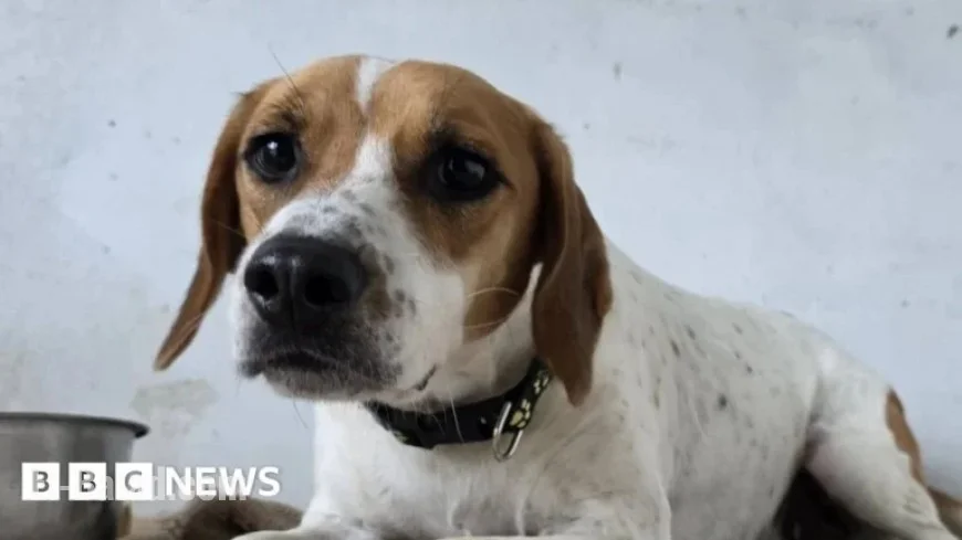 Flooding Strikes Carmarthenshire, Pembrokeshire, and Swansea