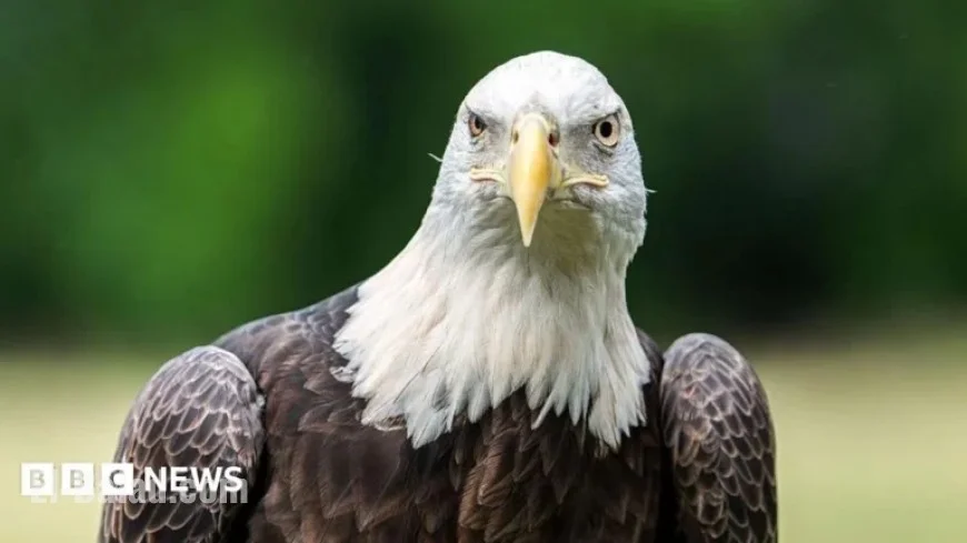 Dartford Wildlife Centre Closes to Avert Bird Flu Outbreak