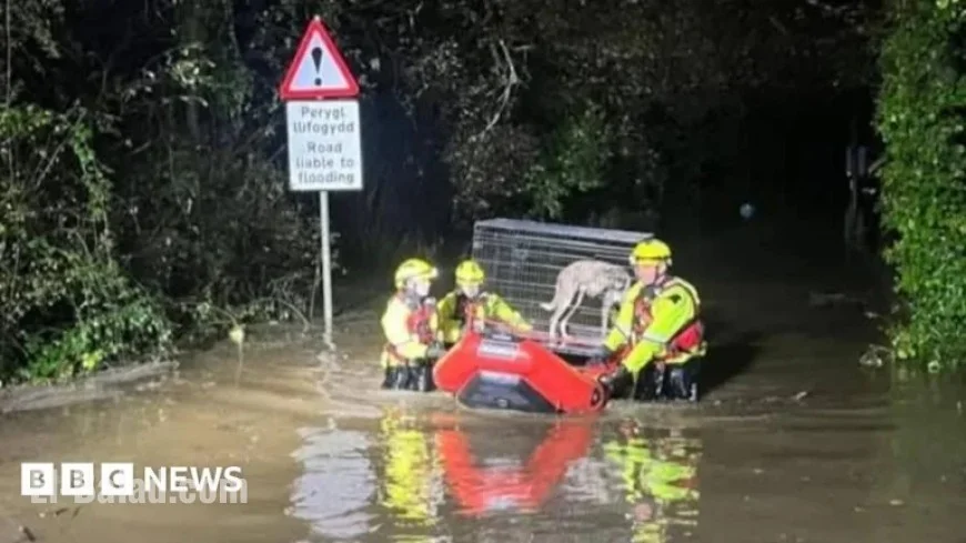 Heavy Rain Floods Carmarthenshire, Trapping Dogs in Rescue Centre
