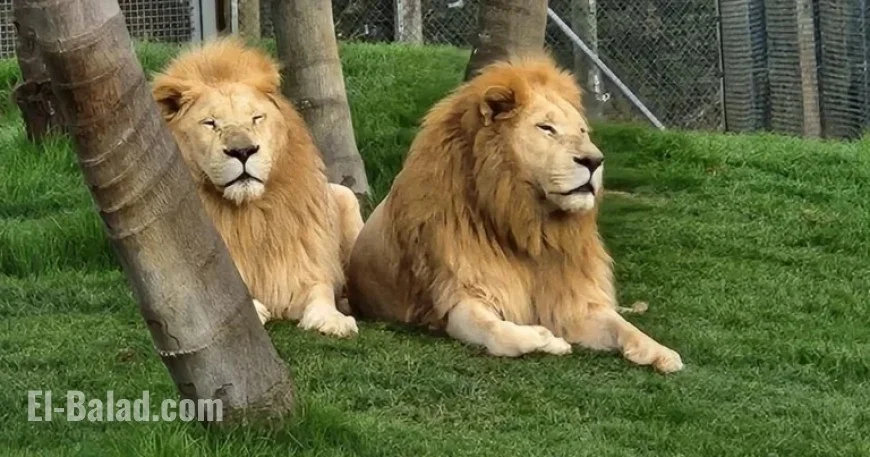 New Zealand Wildlife Park to Euthanize 7 Lions Amid Financial Crisis