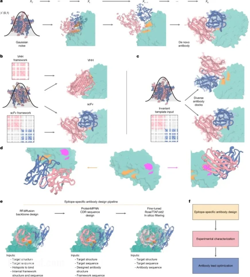 Precise Antibody Design Achieved Using RFdiffusion Technology