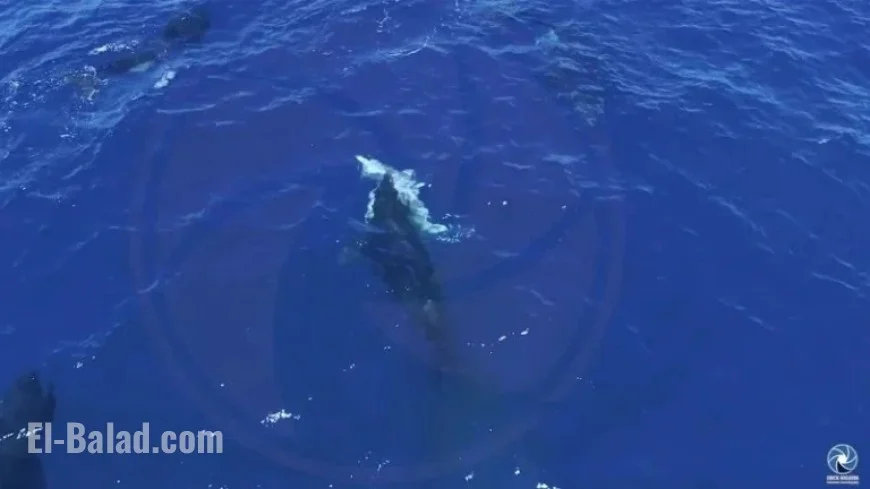 Drone Captures Orcas Hunting Great White Sharks for Their Livers in Mexico