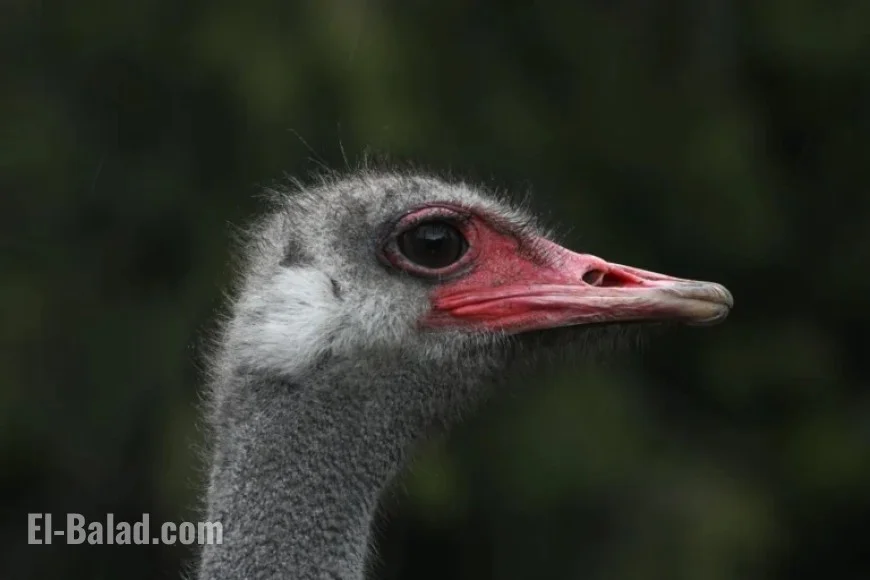 CFIA Manual Outlines Ostrich Euthanasia Methods Amid Cull Decision