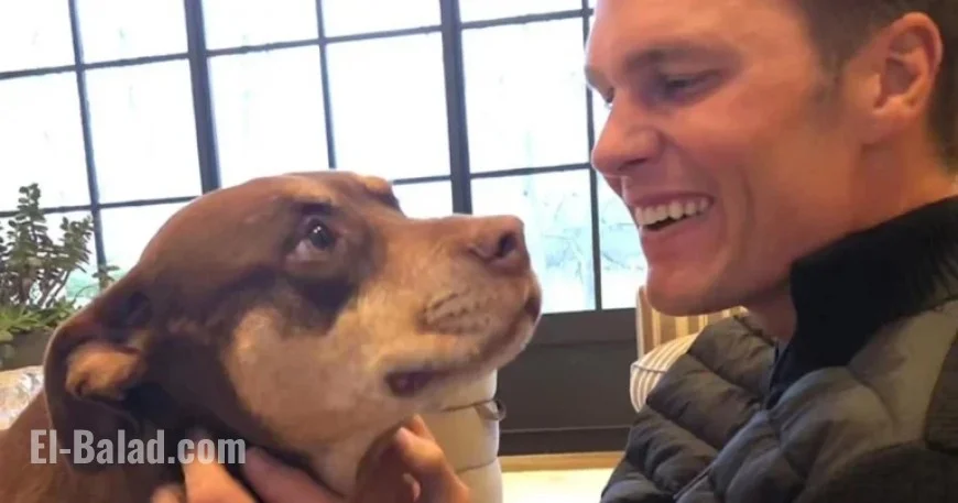 Tom Brady’s Dog Cloning: Costs and DIY Guide Revealed
