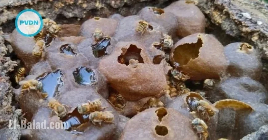 Hilton Unveils Melipona Bee Hotel in Cancun