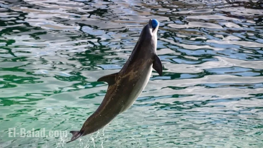 Beauval Zoo Builds Dolphin Facility Amid Marineland Cetacean Uncertainty