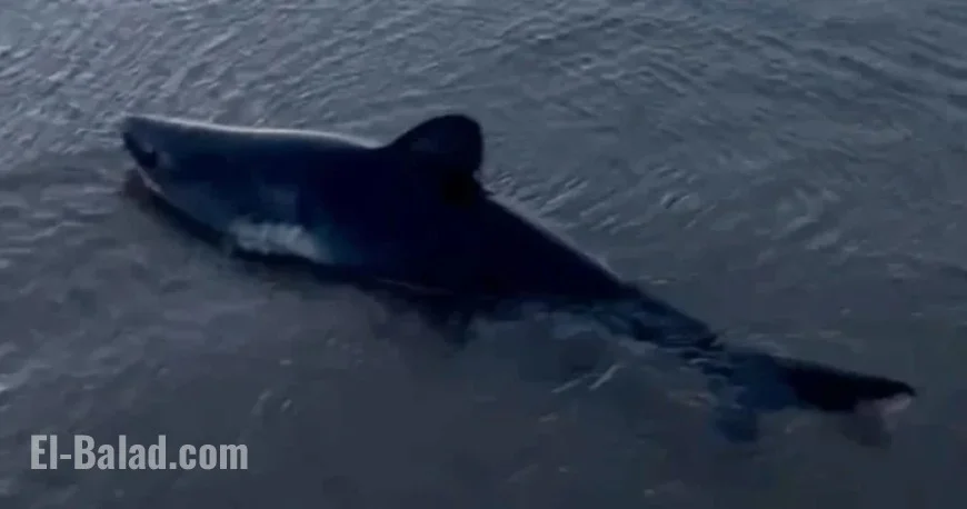 Woman Rescues Stranded Shark on Oregon Beach, Captures Dramatic Video