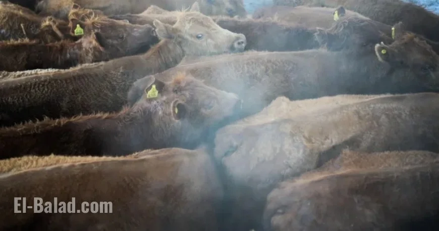 Trump Urges Probe into Foreign Meatpackers Over U.S. Beef Price Surge