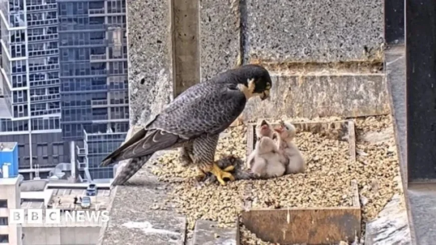 Peregrine Falcon Livestream Captivates Australian Viewers