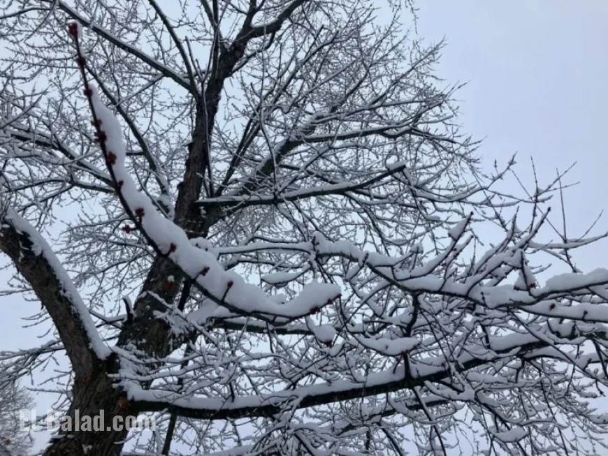 Northeast Ohio Braces for Winter Storm: Up to 10 Inches of Snow Expected