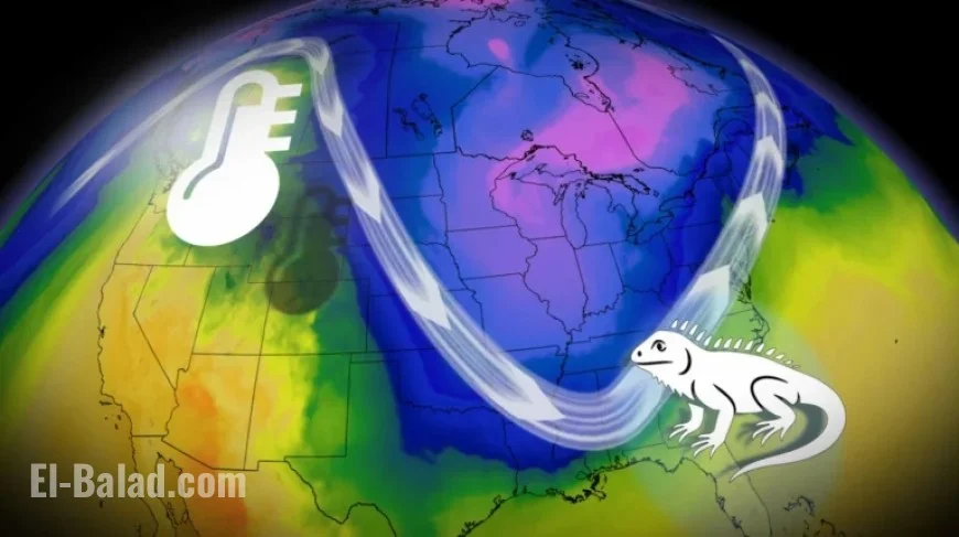 Florida Braces for Iguana Falls Amid Southern Cold Snap