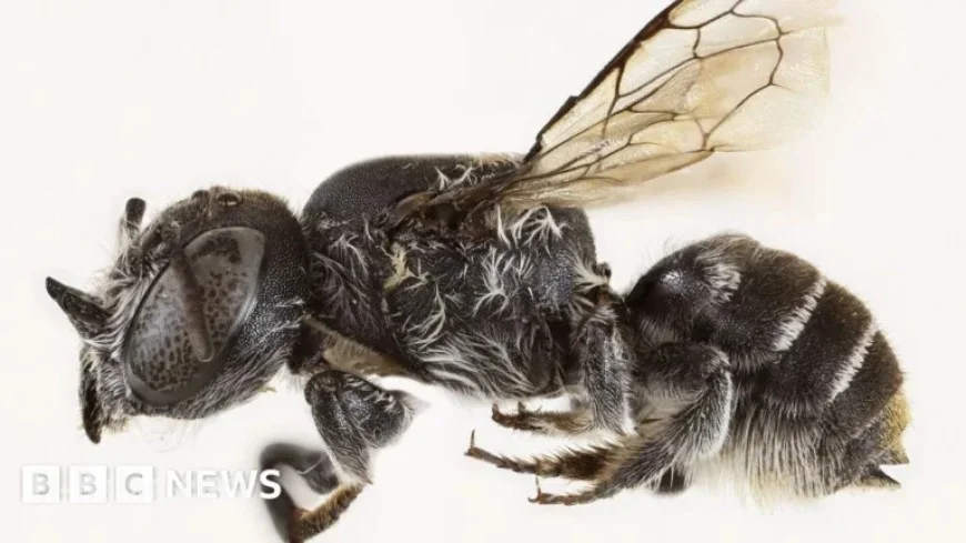 Devil-Horned ‘Lucifer’ Bee Species Discovered in Australia