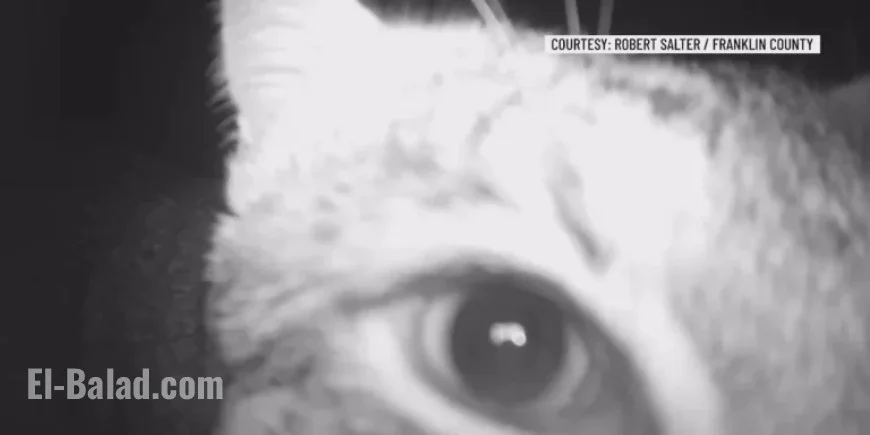 Curious Bobcat Caught on Trail Camera in Franklin County