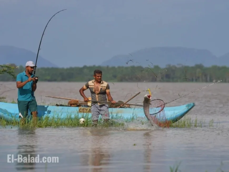 Sri Lankan Villagers Combat Snakehead Fish Invasion
