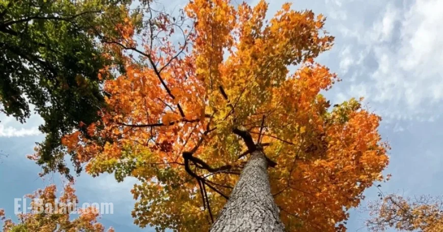 Autumn Temperatures Arrive for the Weekend