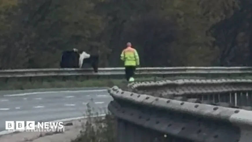 Loose Horse Halts Traffic on Berkshire’s M4 Stretch