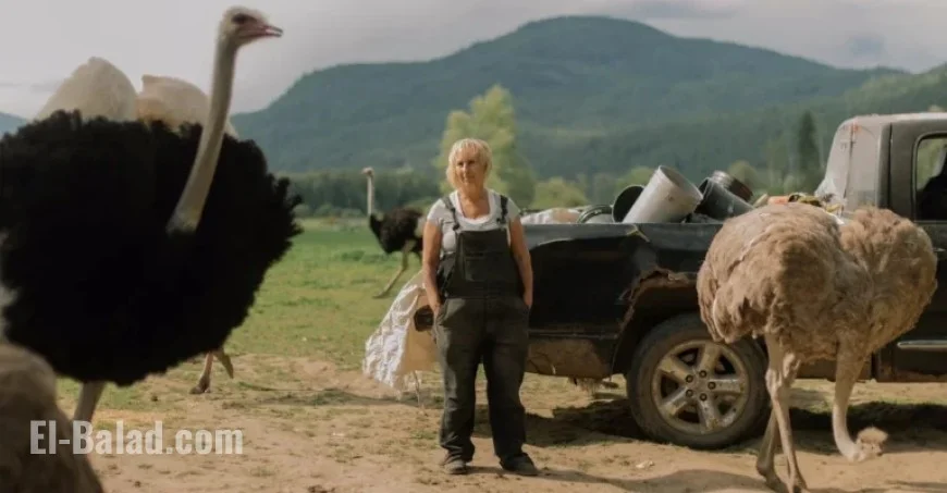 Canadian Ostrich Standoff Escalates
