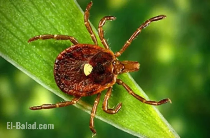 First Fatal Meat Allergy from Tick Bite Confirmed in New Jersey Death