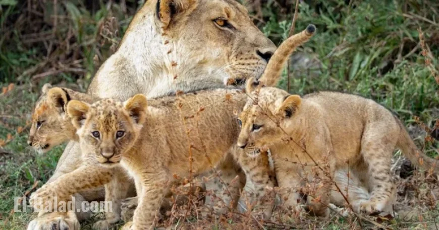 David Attenborough’s Kingdom Delivers Irresistible Soapy Thrills