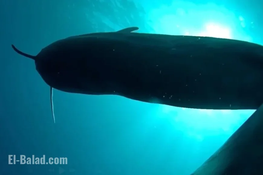 Researchers Tag 8 Hawaiian Pilot Whales, Discover “Unbelievable” Findings in Darkness