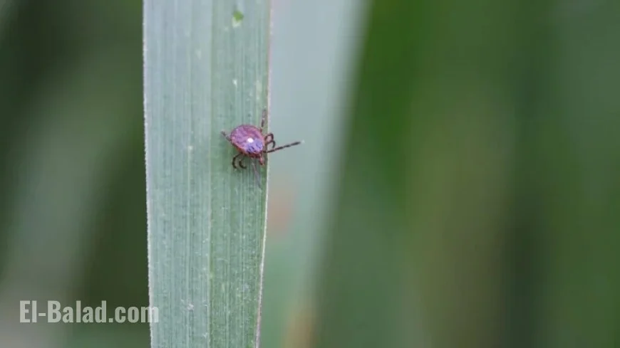 NJ Man’s Death Linked to Tick Bite-Induced ‘Meat Allergy,’ Researchers Report