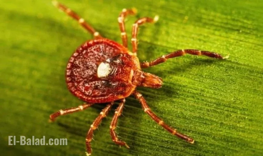 New Jersey Man’s Death Linked to Tick-Induced Meat Allergy