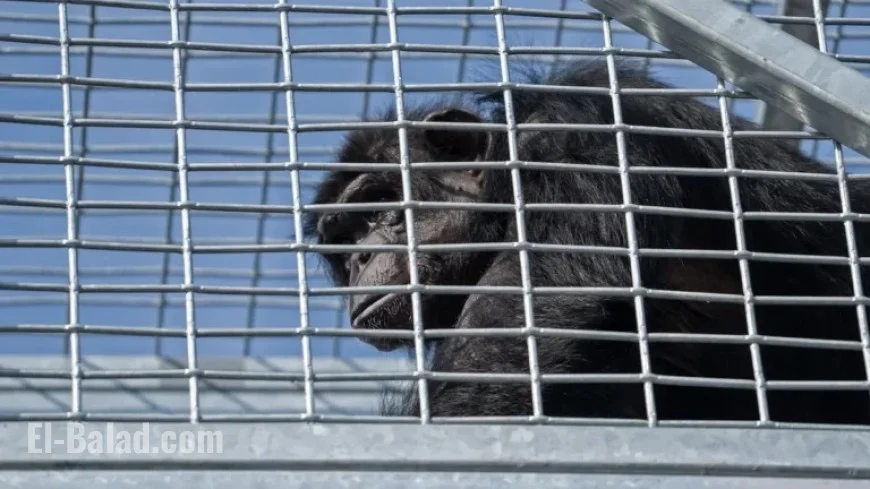 Escaped Chimp Safely Returned to Enclosure, Confirms Indianapolis Zoo