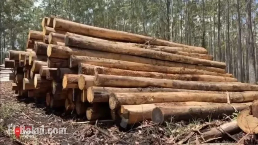 Native Logging Threatens Australia’s Climate Objectives