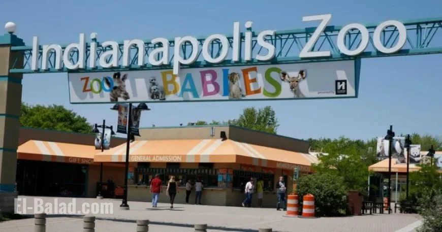 Chimpanzee Escape Triggers Temporary Lockdown at Indianapolis Zoo