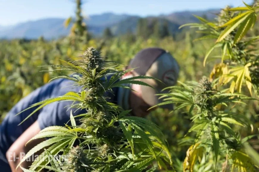 New Federal Law Threatens Hemp Industry and CBD Products in Portland