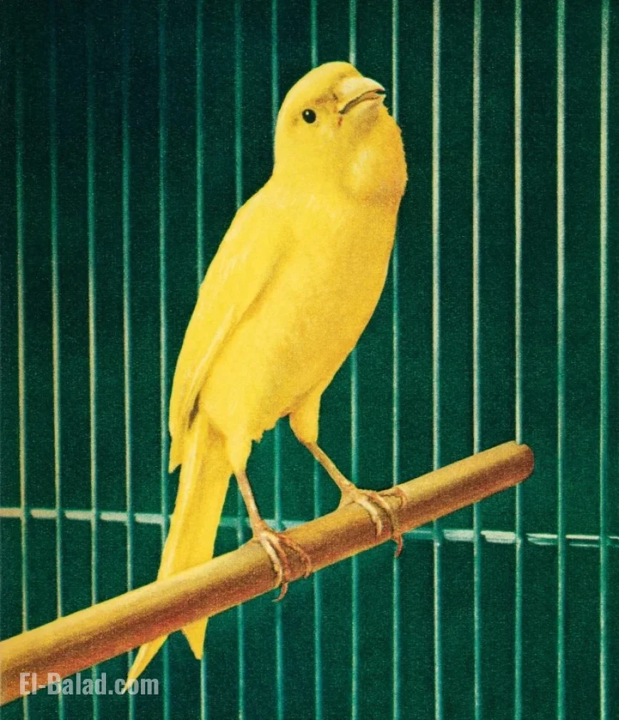 Canary XRP ETF Achieves Record Trading Volume Among 2023 Launches