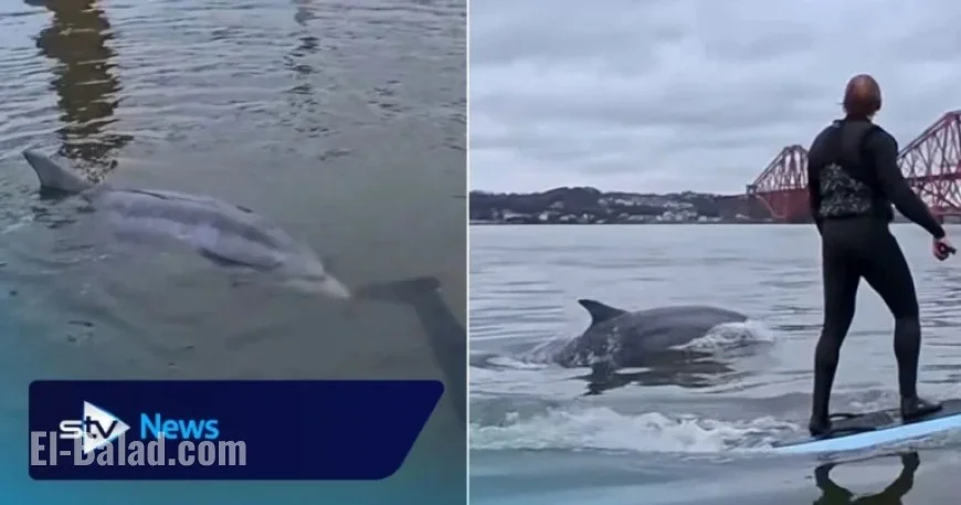 Dolphin Swims with Surfers Near Forth Bridge