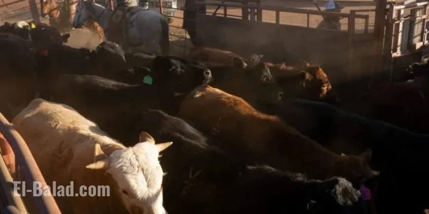 Beef Prices Set to Skyrocket 60% Next Year