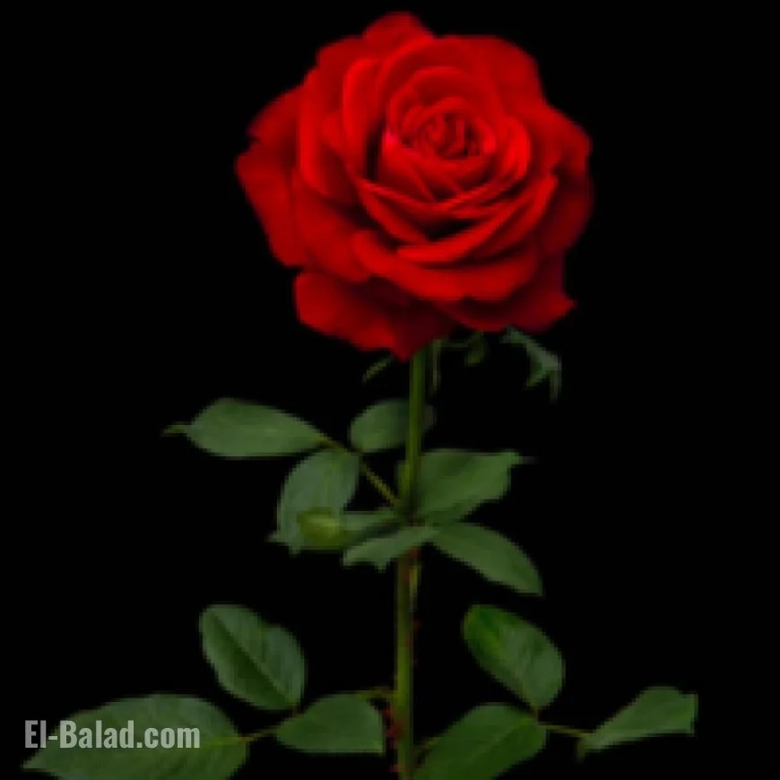 Paul Martin Rose: Key Insights and Influences