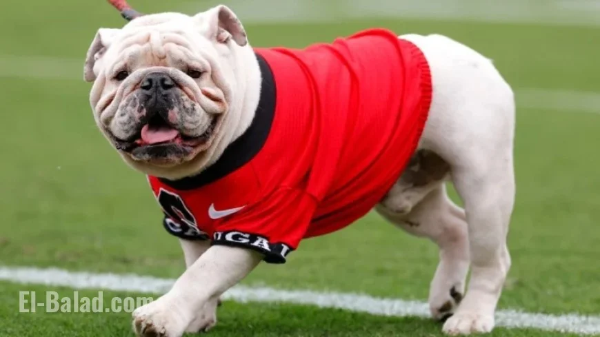 Dawgs Ranked 4th, Sooners Climb to 8th in AP Poll