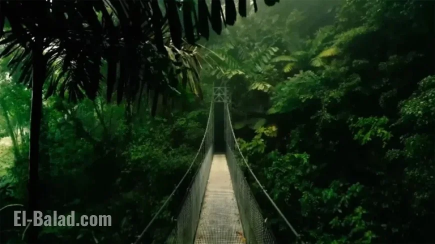 “I’m A Celeb Filming Location: Discover the Jungle’s Secrets”
