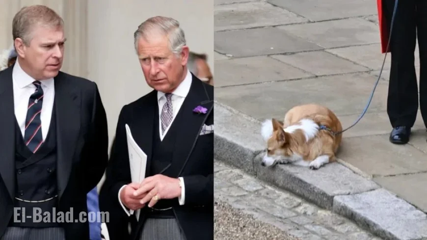 King Charles Plans to Reclaim Queen’s Corgis from Prince Andrew