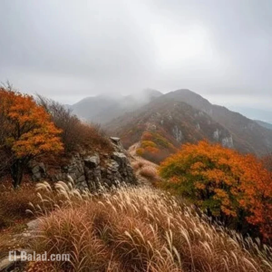 Chilly, Overcast Skies Dominate Cheontae Mountain Tomorrow