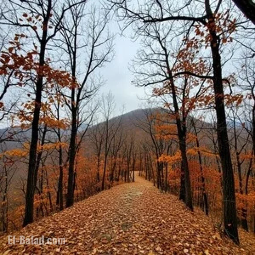 Chilly Early Winter Weather Expected Tomorrow on Chilgapsan Mountain