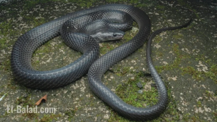 New Wolf Snake Discovered, Honors Steve Irwin’s Legacy