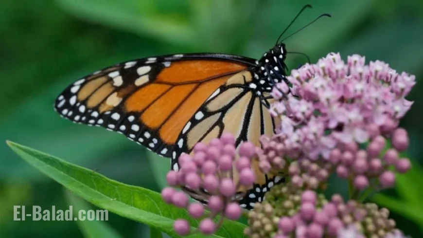 Trump Administration Moves to Weaken Protections for Threatened Species and Habitats