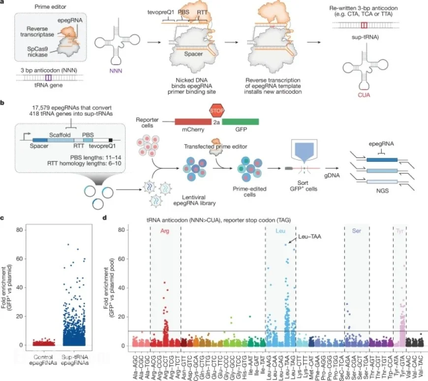 Prime Editing-Installed tRNAs: A Breakthrough in Disease-Agnostic Genome Editing