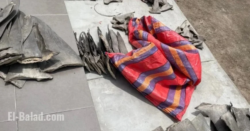 Peru Seizes 10,000 Shark Fins in $11M Wildlife Trafficking Crackdown